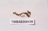 藏品(南亞麻錦苔)的圖片